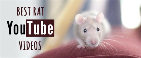 Best Rat Videos... Ever. Check 'Em Out. | Small Pet Select