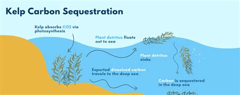 About Us Kelp Seatrees