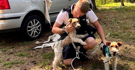 Policja Zostawi Psy W Rozgrzanym Samochodzie Na Pomoc Ruszyli Policjanci