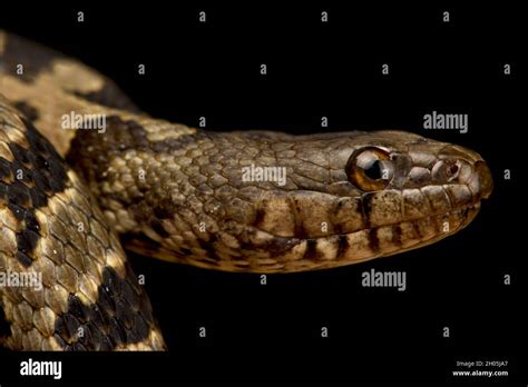 Brown Water Snake Nerodia Taxispilota Stock Photo Alamy