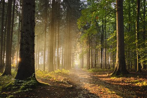 Welche Holzart eignet sich für ein Gartenhaus Holzhaus mehr