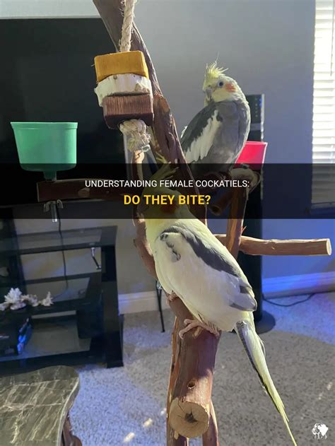 Understanding Female Cockatiels Do They Bite PetShun