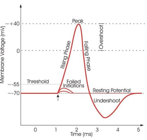 Refractory Period The Definitive Guide Biology Dictionary