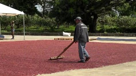 Cosecharán más un millón de quintales de frijoles para el ciclo de