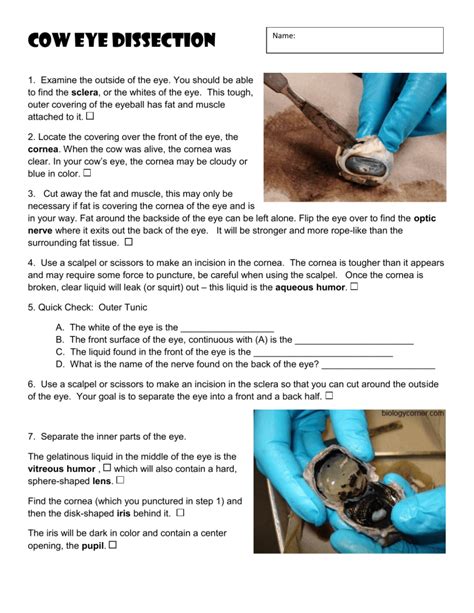 Cow Eye Dissection