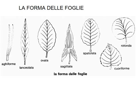 LA FOGLIA Blog Di Maestra Mile