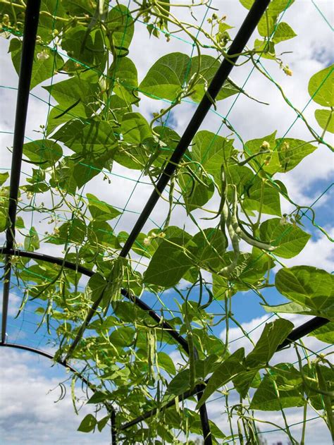 Titan Tunnel Trellis For Squash Zucchini Melons In