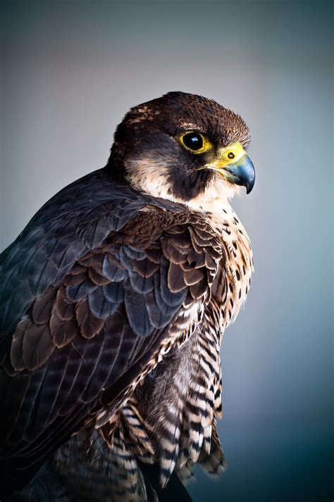 Birds of Prey • Photography • Artificialflight