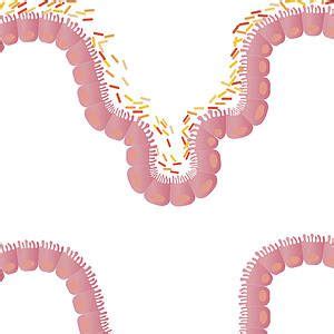 Il Microbiota Intestinale Ultime Notizie Nel Mondo Scientifico