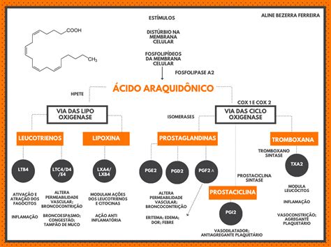 Mapa Mental Acido Araquid Nico Imunologia