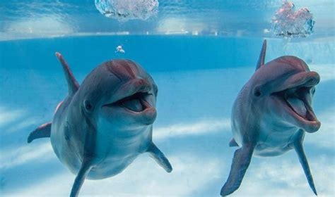 Dolphin Health & Welfare to be Studied by Texas State Aquarium