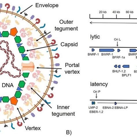 Schematic Structure Of Ebv A Schematic Representation Of Ebv Virion Download Scientific