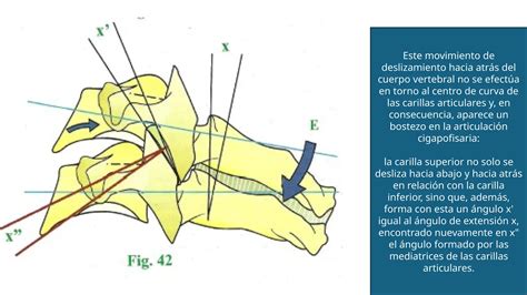 Biomec Nica De La Columna Cervical Baja Pptx