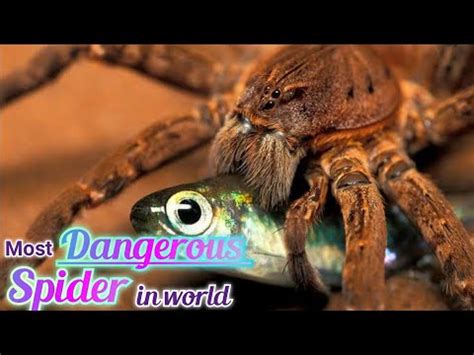 Most Dangerous Spider In The World Goliath Birdeater Spider