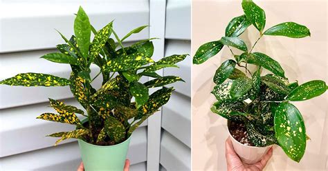 Japanese Laurel Care Indoors Gold Dust Plant Growing Guide Indoor