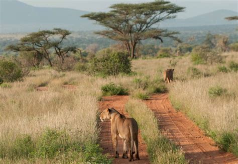 3 Days Samburu Budget Camping Safari Kenya Safaris Tanzania Safaris