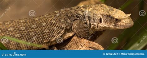 Mexican beaded lizard stock photo. Image of leaf, closeup - 120926132