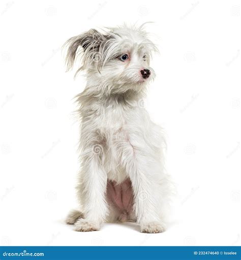 White Yorkie-Pom . Mixed Breed Pomeranian and Yorkshire Terrier Stock Photo - Image of mixed ...