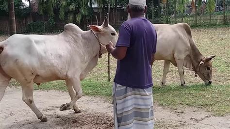 বলদ গরু মোটাতাজা করে আয়। Bangladesh Cattle Fattening Youtube