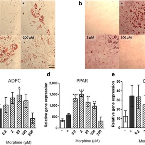 Differentiation Potential Of Mscs In The Presence Of Morphine Mscs Download Scientific Diagram