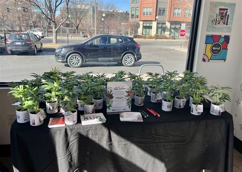 Cdot Native Roots Pass Out Fake Cannabis Plants On V Day To Promote Safe