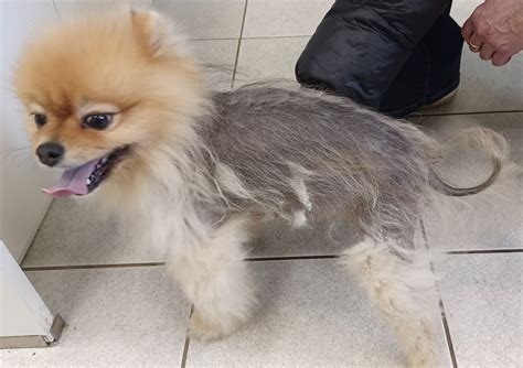 Pomeranian Alopecia What To Do If Your Pom Is Losing Hair Rocky Kanaka