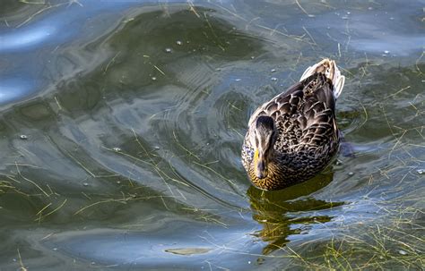 Duck Swimming Free Stock Photo - Public Domain Pictures