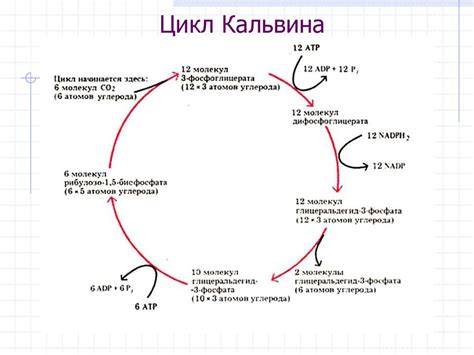 Цикл кребса биохимия кратко и понятно схема