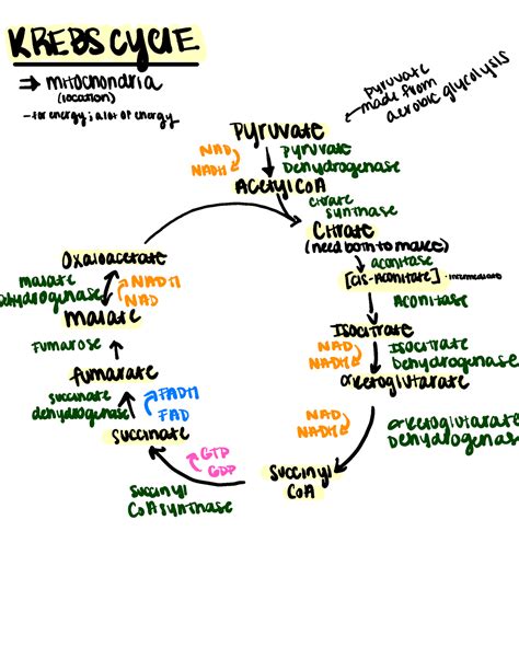 Krebs Cycle - video notes - KREBSCYUE mitochondria pw%%ʰ ...