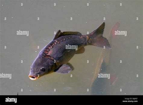 Carp Common Carp European Carp Cyprinus Carpio Mirror Carp At