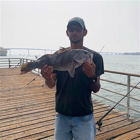 Sand Bassembarcaderomarina Pier Fishing In California