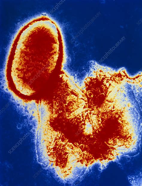 Haemophilus Influenzae Bacterium Stock Image B220 0490 Science Photo Library