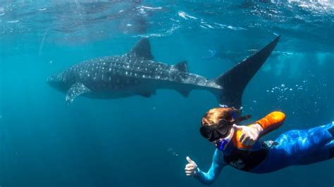 Swim With Whale Sharks Full Day Snorkel Tour Ningaloo Reef Adrenaline