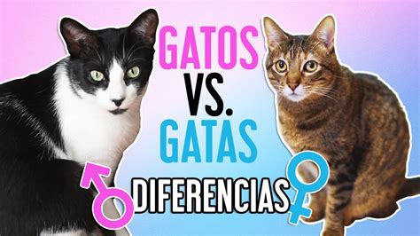 Cómo Distinguir Entre Un Gato Macho Y Una Gata Arjal