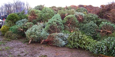 Christmas Tree Recycling Porter County Recycling