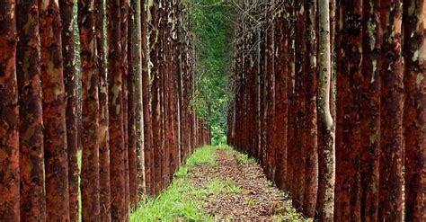 Florestas plantadas no Brasil alcançam área equivalente a de Pernambuco