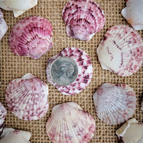 20 Atlantic Calico Scallop Seashells 125 15 Inches Etsy