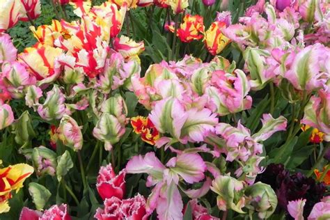 How to Grow and Care for Parrot Tulips in the Spring Garden