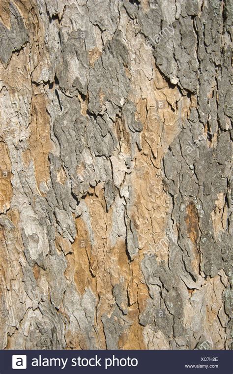 Acer Pseudoplatanus Bark High Resolution Stock Photography And Images