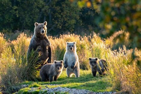 Everything You Need to Know About All the Types of Bears - Outforia