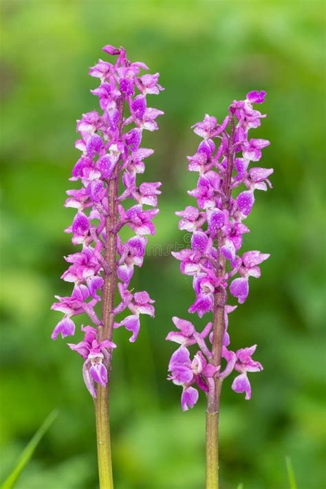 Early Purple Orchid Orchis Mascula Flowers Stock Image Image Of