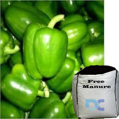 Daily Crafts Pack Of 50 Capsicum F 1 Hybrid Seeds With 500grams Organic