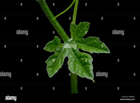 Close Up Leaves Ivy Gourd Coccinia Grandis L Voigt On Dark