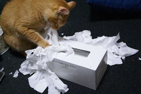 Best Cats Shredding Tp Images On Pinterest Funny Kitties Cute