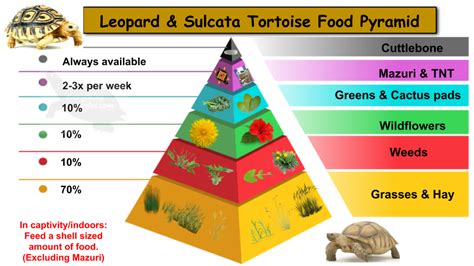 sulcata tortoise care group - Blair Grenier