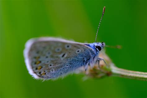 Butterfly Blue Insect Free Photo On Pixabay Pixabay