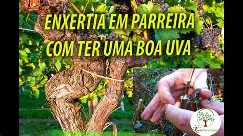 Como Fazer Enxertia De Uva Para Uma Boa Produ O Sergio Semerdjian