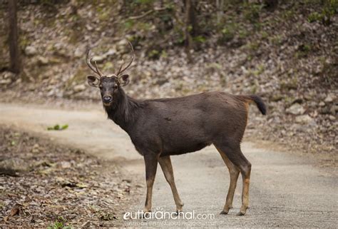 A barking deer - Uttarakhand Photos