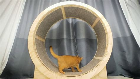 17 Diy Cat Wheel Plans For Your Feline Friend Solar Living Savvy