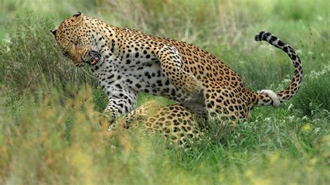 Interlocked Mating Leopard Smithsonian Photo Contest Smithsonian